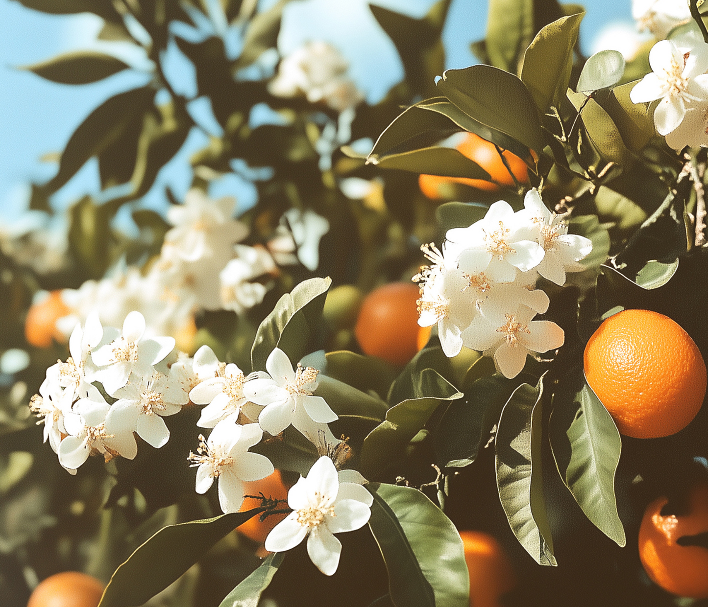 California Blossom