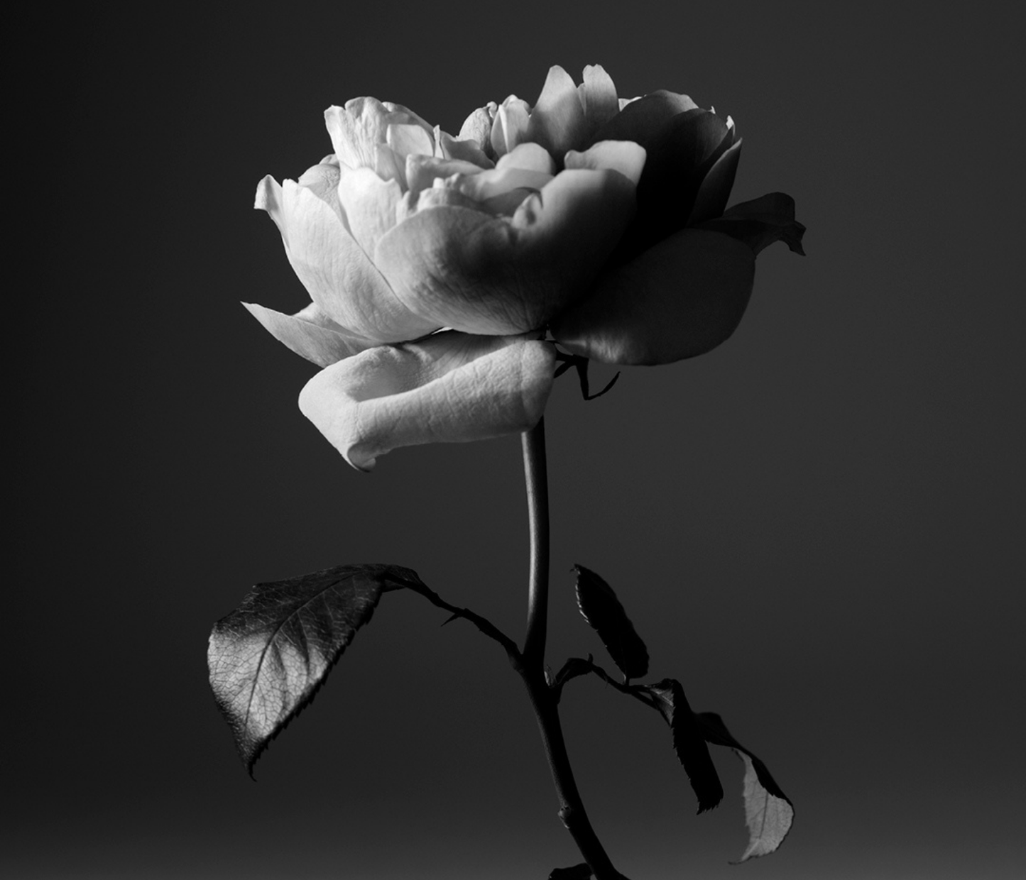 Portrait of a Lady 15th Anniversary Edition