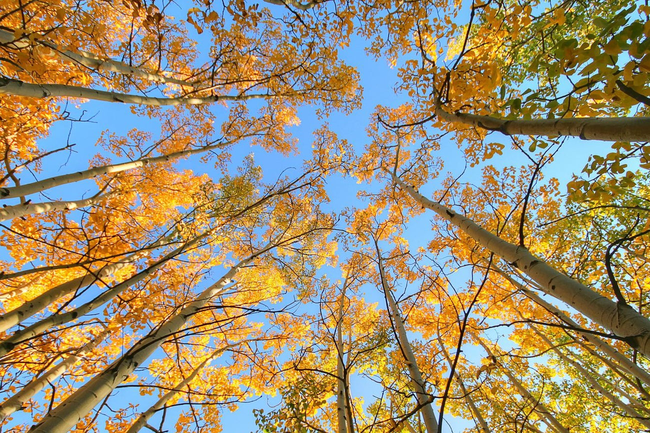 Seasonal Changes: Fragrance Transitioning