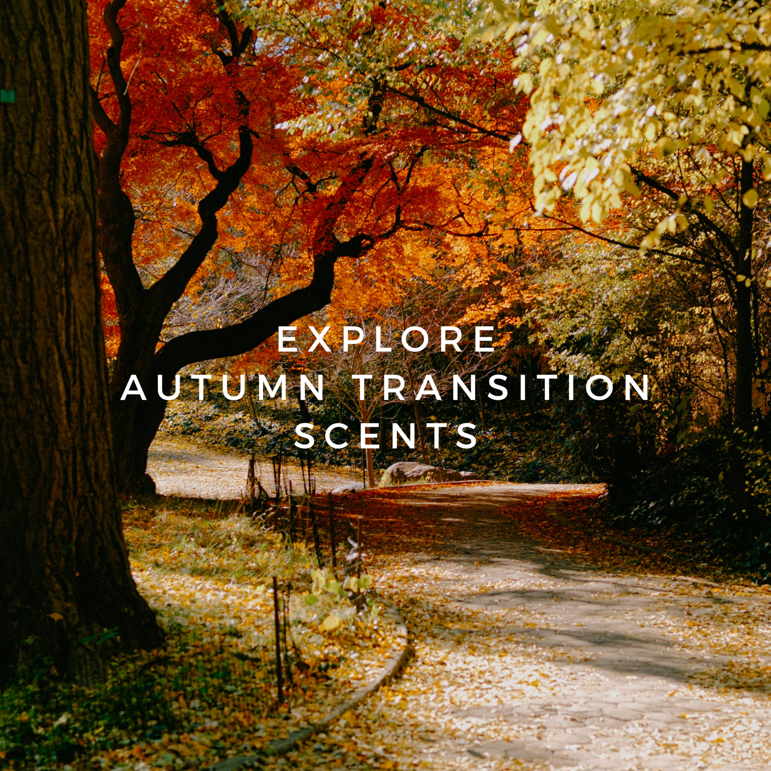Autumn Transitional Scents