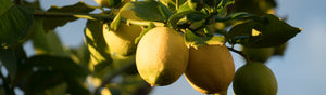 Lemon Fragrances - Les Senteurs