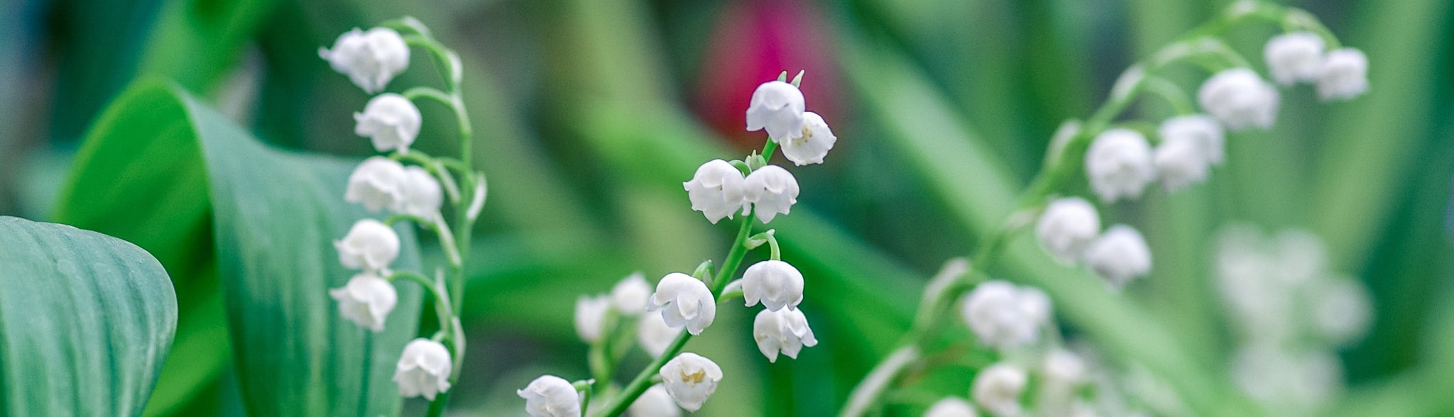 Lily of the Valley