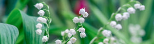 Lily of the Valley