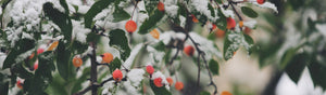 Winter Scents Collection Banner