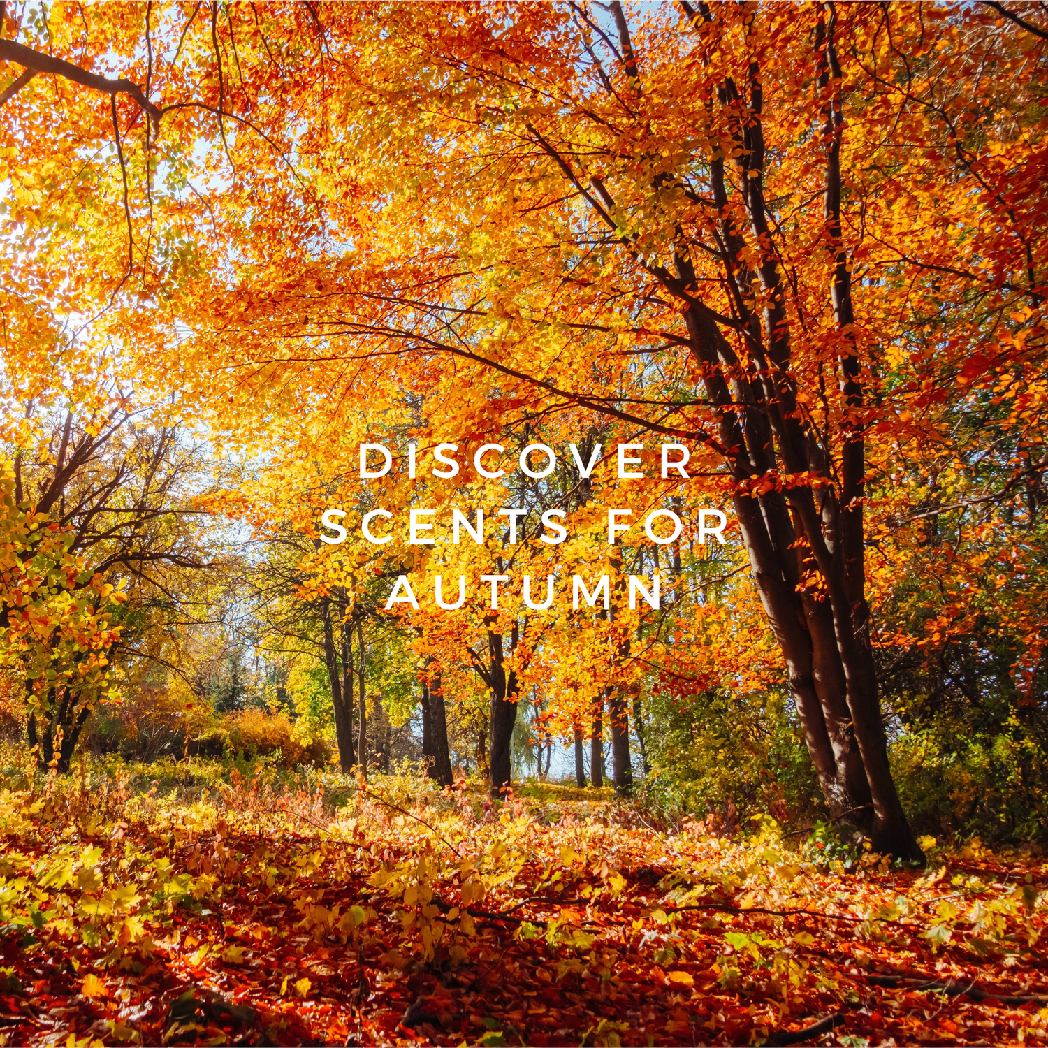 Fragrances for Autumn
