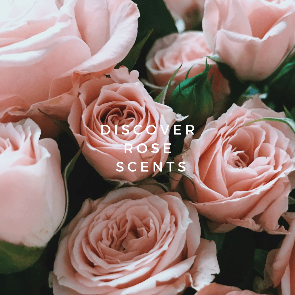 Les Senteurs - Rose Fragrances