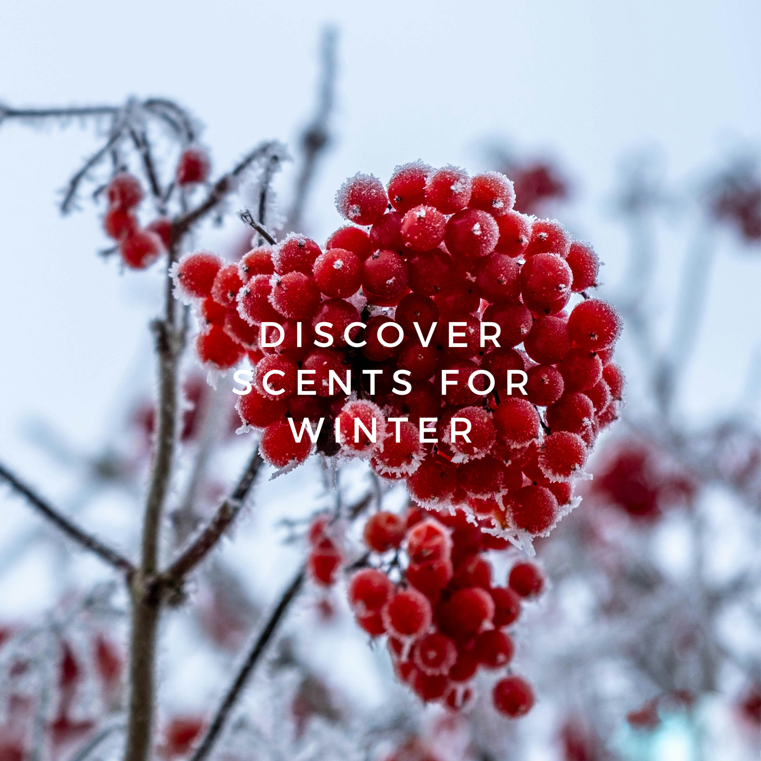 Winter Scents Collection Banner