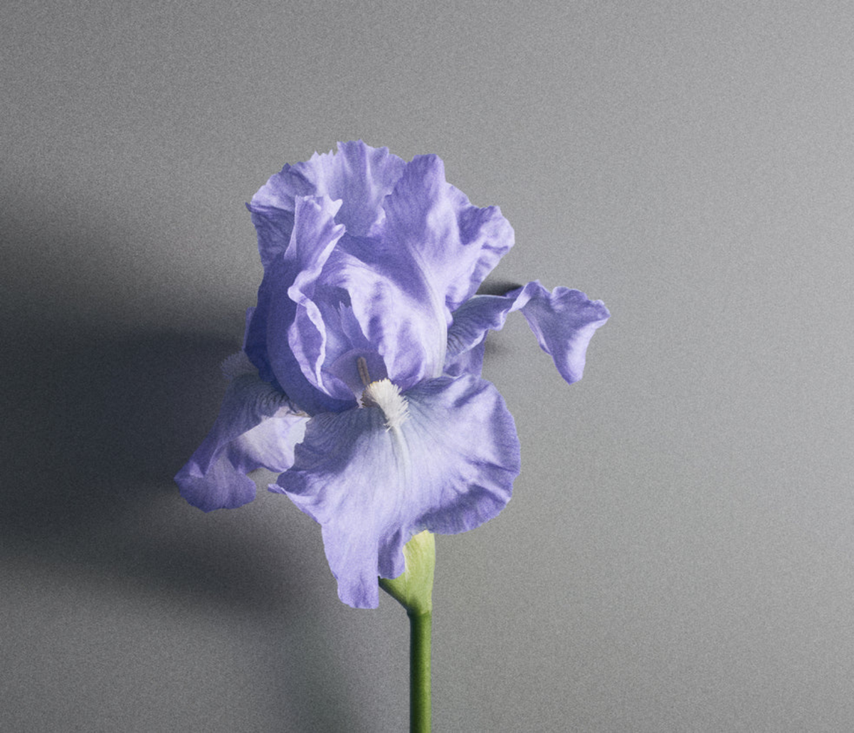 Iris Debonair